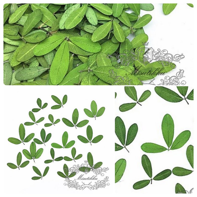 20 PCS Set (1-1.5CM) Small Tiny Pressed Leaves Real Fern dry Greeny Flower Preserved Leaf Foliage Stems Flat Dried Petal Greens For Nail Art