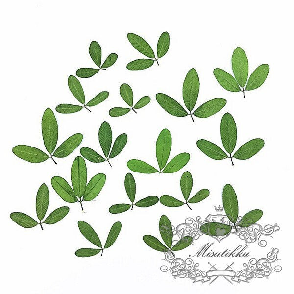 20 PCS Set (1-1.5CM) Small Tiny Pressed Leaves Real Fern dry Greeny Flower Preserved Leaf Foliage Stems Flat Dried Petal Greens For Nail Art