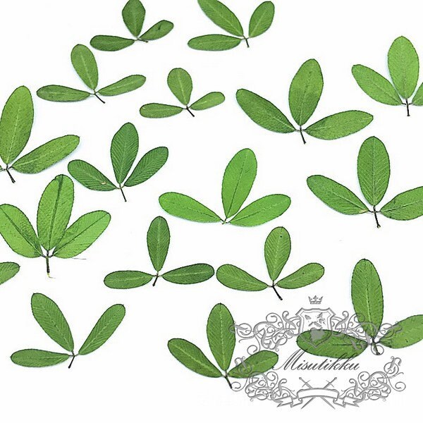 20 PCS Set (1-1.5CM) Small Tiny Pressed Leaves Real Fern dry Greeny Flower Preserved Leaf Foliage Stems Flat Dried Petal Greens For Nail Art