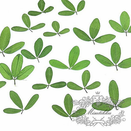 20 PCS Set (1-1.5CM) Small Tiny Pressed Leaves Real Fern dry Greeny Flower Preserved Leaf Foliage Stems Flat Dried Petal Greens For Nail Art