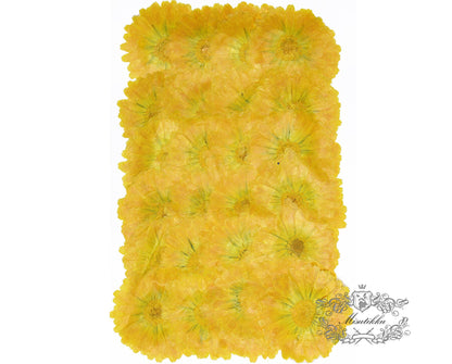 20 PCS Set (5-7CM) Pressed Dry flower Large Yellow Dried flowers Real Preserved wild Flower Pressed Flat Flowers Natural Flower Petals