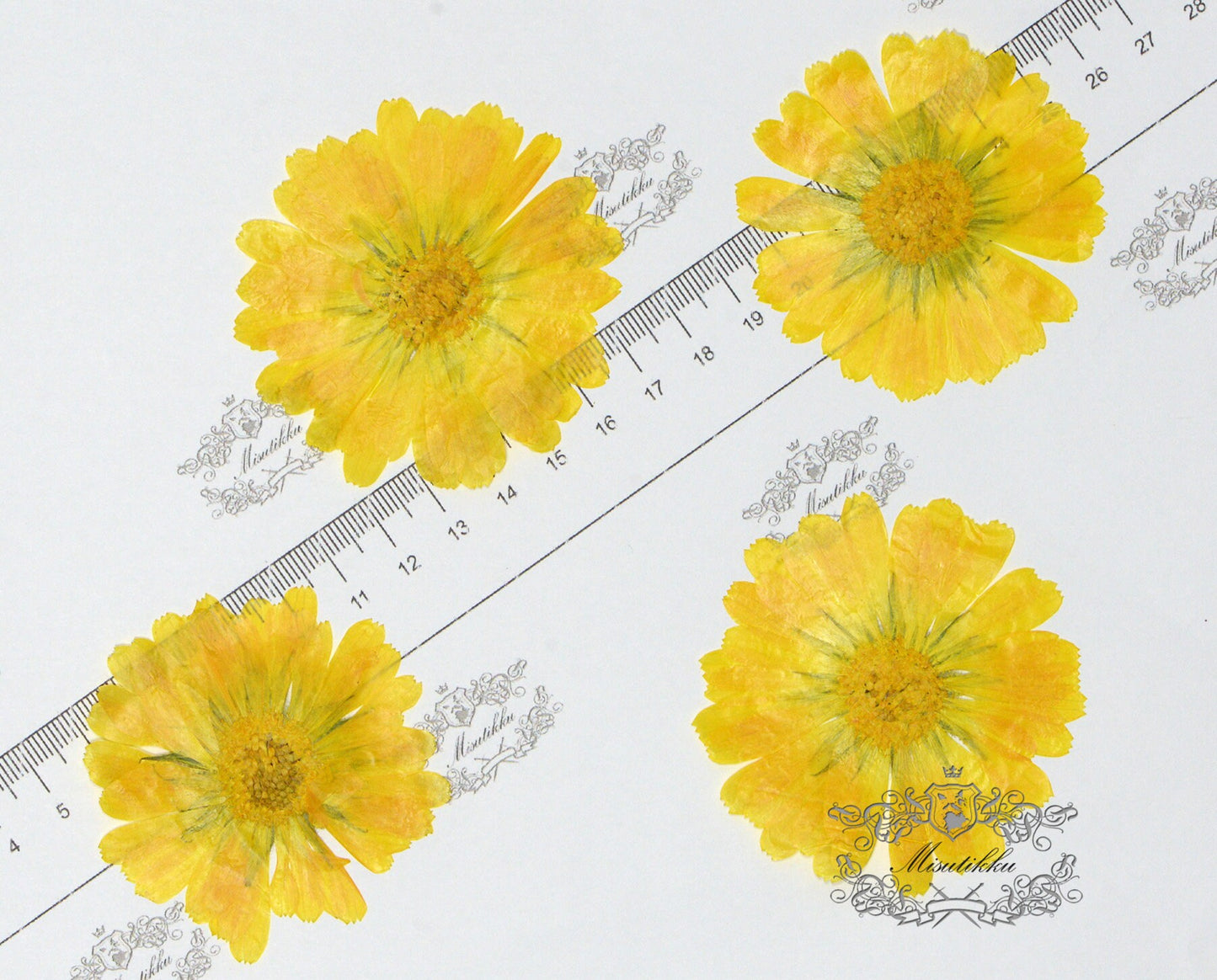 20 PCS Set (5-7CM) Pressed Dry flower Large Yellow Dried flowers Real Preserved wild Flower Pressed Flat Flowers Natural Flower Petals