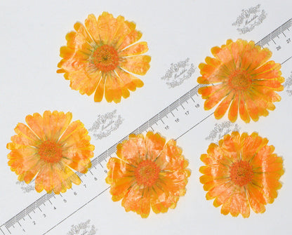 20 PCS (4-8CM) Pressed Flowers Large Orange Flower Preservation Dry Flat Real Flower Preserved Wild Dried flowers Natural Floral