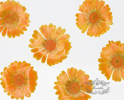 20 PCS (4-8CM) Pressed Flowers Large Orange Flower Preservation Dry Flat Real Flower Preserved Wild Dried flowers Natural Floral