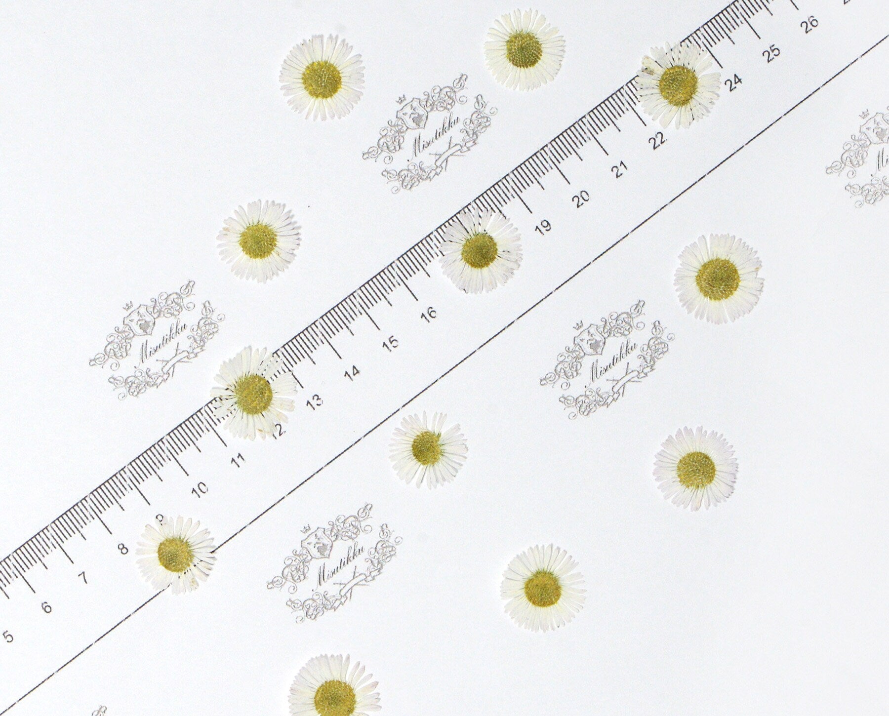 20 PCS Set (1.5-2CM) Pressed White Fleabane Pressed Daisy Real Dried Pressed Daisies flowers Preserved Dry Flat Fleabane Daisy Flower