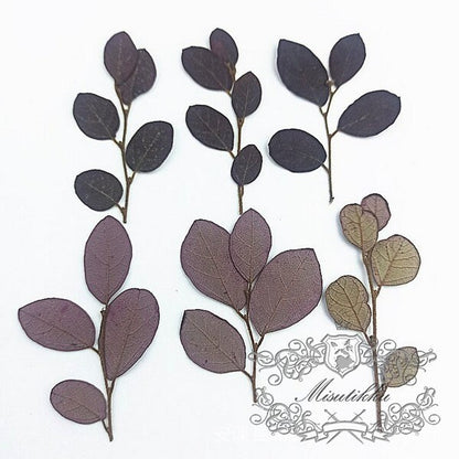 20 PCS (5-8CM) Pressed Real Black Leaves Pressed Flat Flowers Preserved Dry Wildflower Dried Petals preserved greenery Floral Foliage Stems