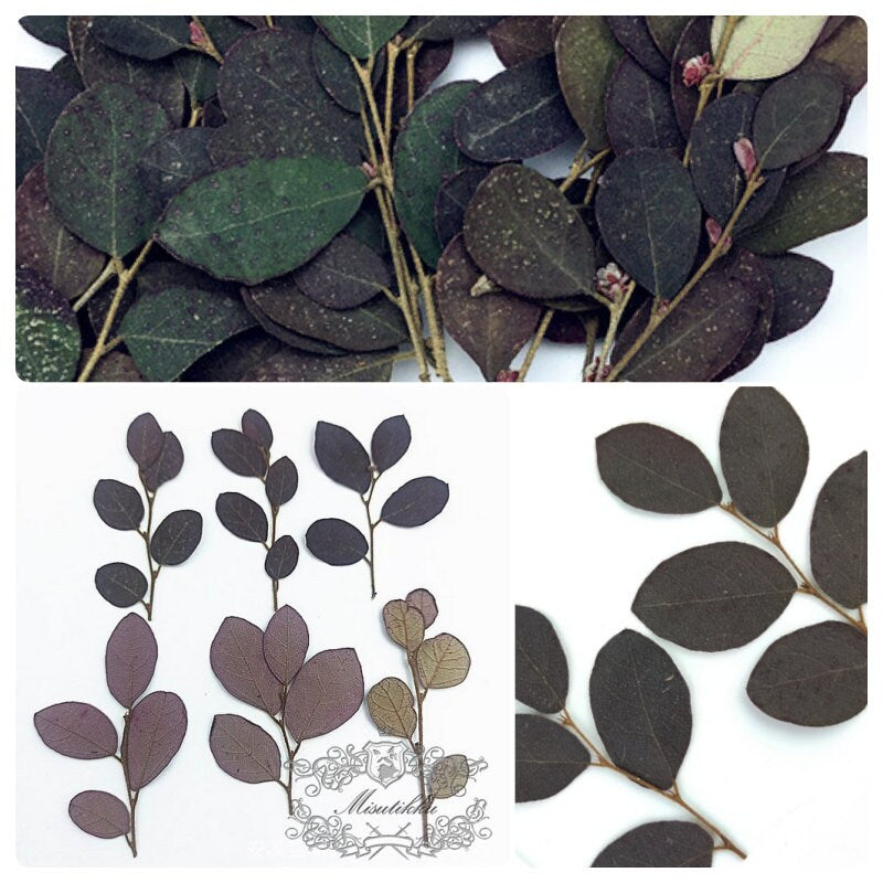 20 PCS (5-8CM) Pressed Real Black Leaves Pressed Flat Flowers Preserved Dry Wildflower Dried Petals preserved greenery Floral Foliage Stems