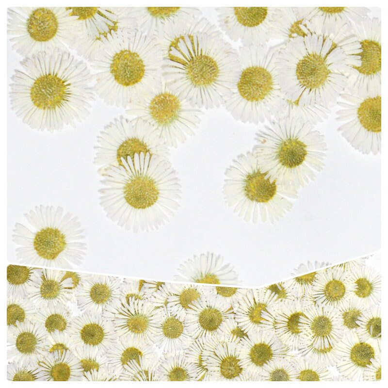 20 PCS Set (1.5-2CM) Pressed White Fleabane Pressed Daisy Real Dried Pressed Daisies flowers Preserved Dry Flat Fleabane Daisy Flower