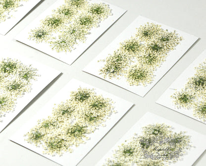 20 PCS Set (1.5-2.5CM) Dried White Queen Anne’s lace Pressed Flower, Real Pressed Queen Annes Lace Flower, Preserved Flat Dried Flowers