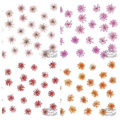 20 PCS/Set (1.5-2CM) Dried Pressed Flowers Queen Anne's lace, Pressed Dried Flowers, Real Dried Queen Anne's Lace Flowers For Nail Art