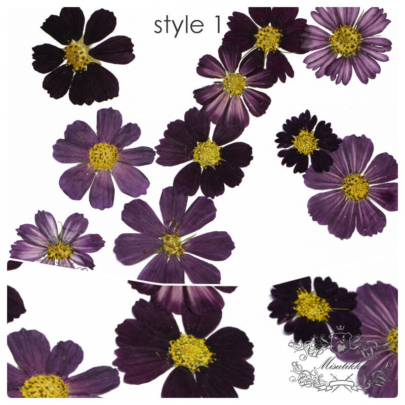 20 PCS Pack (3-12CM) Pressed Cosmos Flower, Dried Pressed Cosmos Flowers, real Pressed Flower, Preserved Large Flowers, Pressed Dried Flower