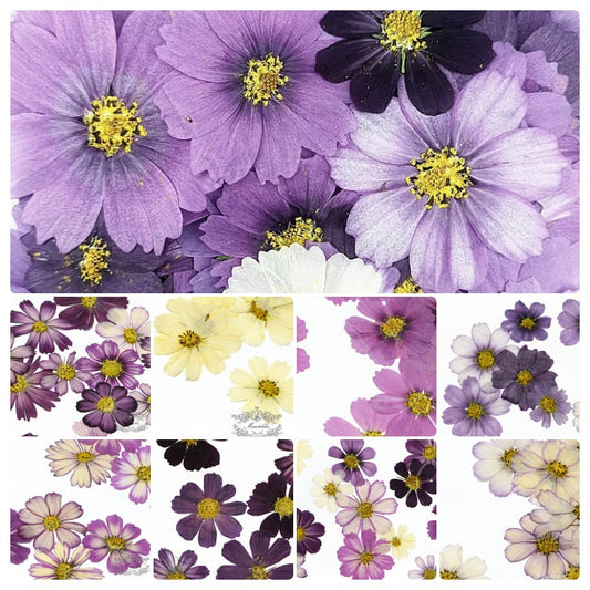 20 PCS Set (4-15CM) Real Pressed Flower Cosmos, Pressed Dried Cosmos Flowers, Flat Purple Pressed Flowers, Preserved Dried Purple Flowers