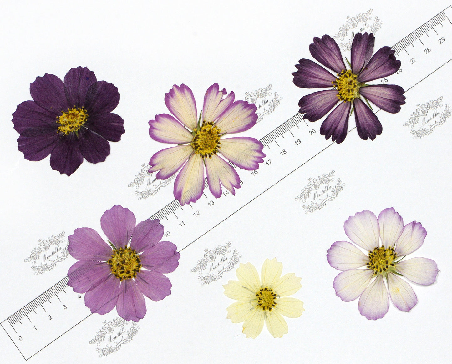 20 PCS Set (4-15CM) Real Pressed Flower Cosmos, Pressed Dried Cosmos Flowers, Flat Purple Pressed Flowers, Preserved Dried Purple Flowers