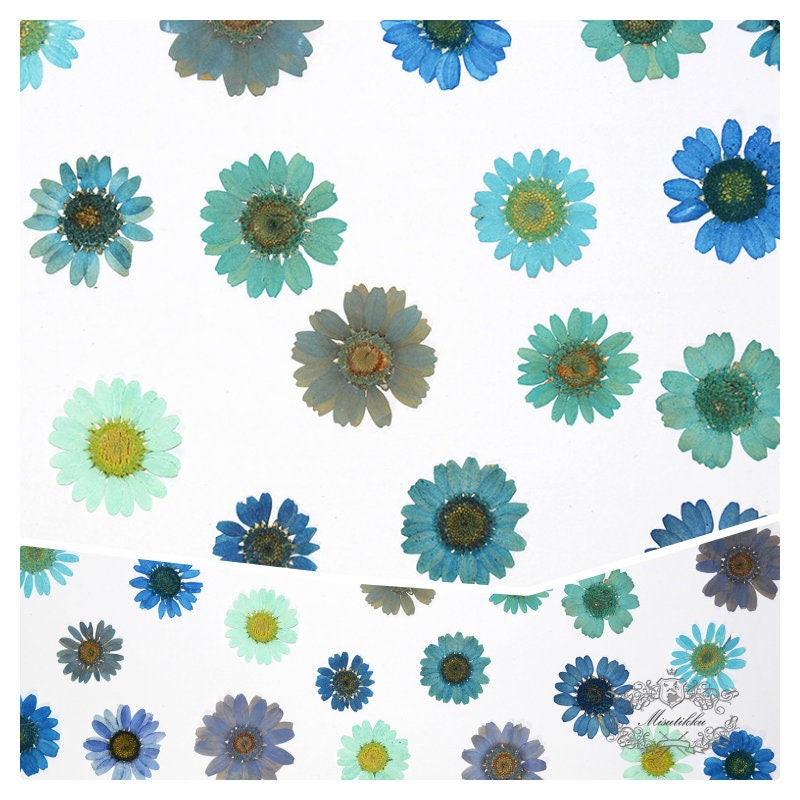 12 PCS/Set (2-3CM) Mixed Pressed Blue Daisy Dried Flowers, Dried Daisy Real Pressed Flowers, Pressed Dried Daisy Flower, Pressed Daisies