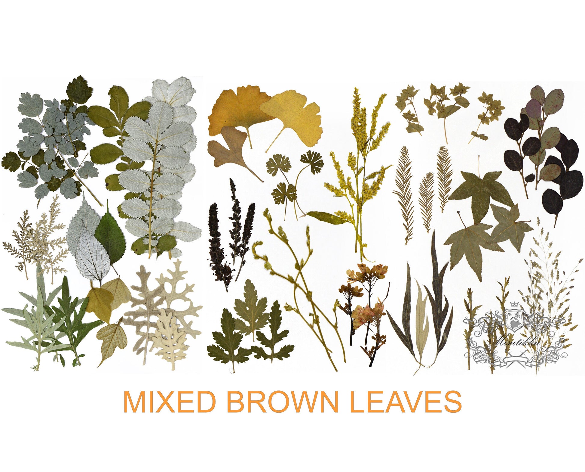 Set of 100 PCS Mix Pressed Real Brown Leaves Assorted Fall Greeny Fern Preserved Mixed Dark Green stems Dried leaf Flat real Dry Flowers