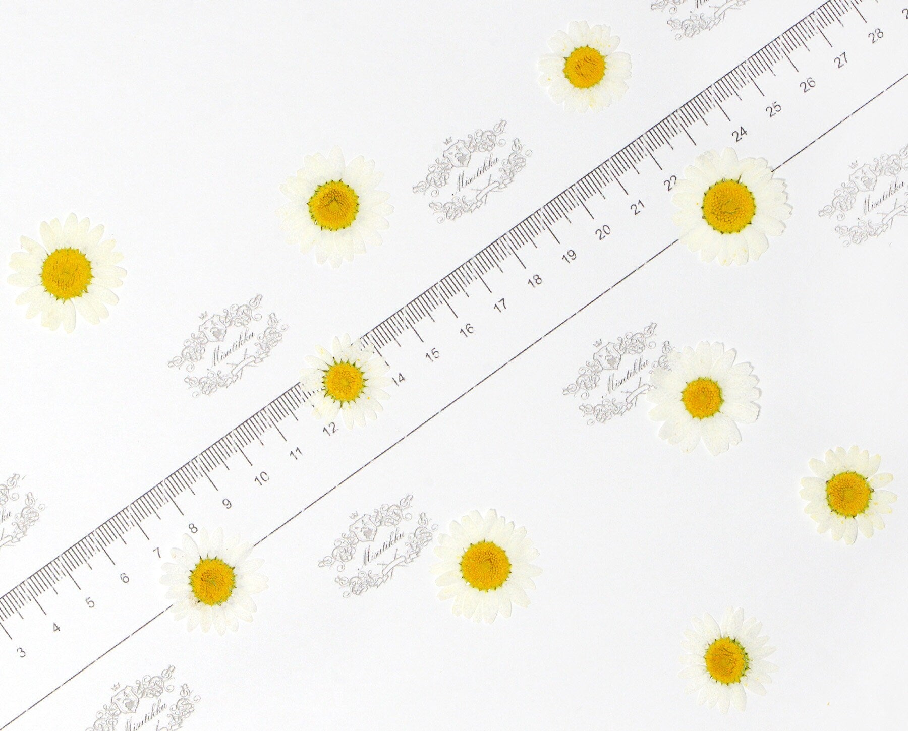 20 PCS Set (3 Sizes) Pressed White Daisies, Real Dried flowers Daisy, Pressed Daisy Flower, Flat Dried White Daisies, Preserved White Daisy