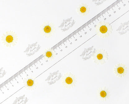 20 PCS Set (3 Sizes) Pressed White Daisies, Real Dried flowers Daisy, Pressed Daisy Flower, Flat Dried White Daisies, Preserved White Daisy