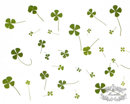 20 PCS /Pack (4 Sizes) Pressed Four Leaves Clover, Preserved Four leaves Clover, Real Dried Four Leaves clover, Dried Pressed Flower Leaves