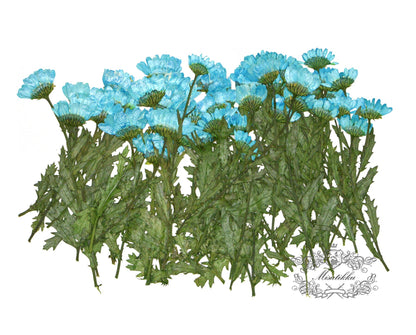 20 PCS Set (5-8CM) Pressed Flat Dry Blue Daisy Stems Flowers Preserved Blue Dried Flat Wildflowers Daisies Flower Stems Real flower Petals