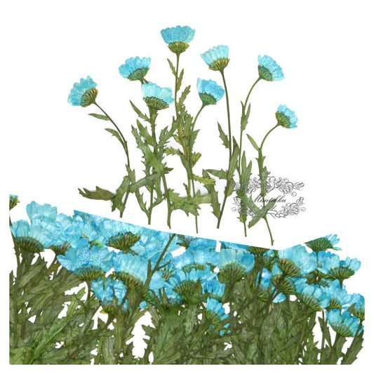 20 PCS Set (5-8CM) Pressed Flat Dry Blue Daisy Stems Flowers Preserved Blue Dried Flat Wildflowers Daisies Flower Stems Real flower Petals