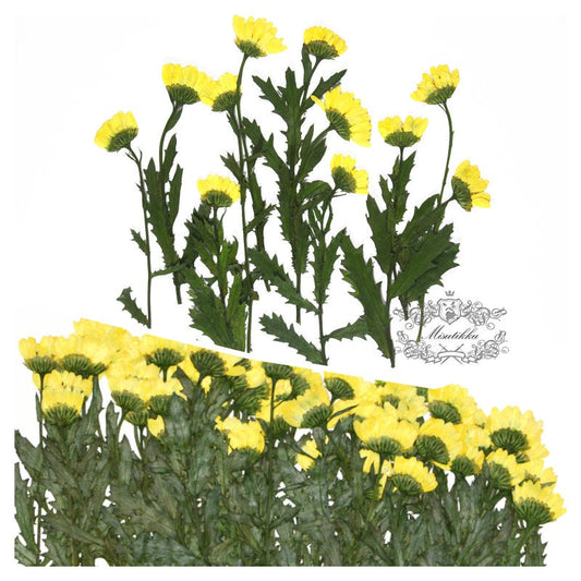 20 PCS Set (5-7CM) Pressed Yellow Daisies with Branch Real Dry Pressed Flower Preserved Wild Flowers Flat Dried Petals dry leaves with stem