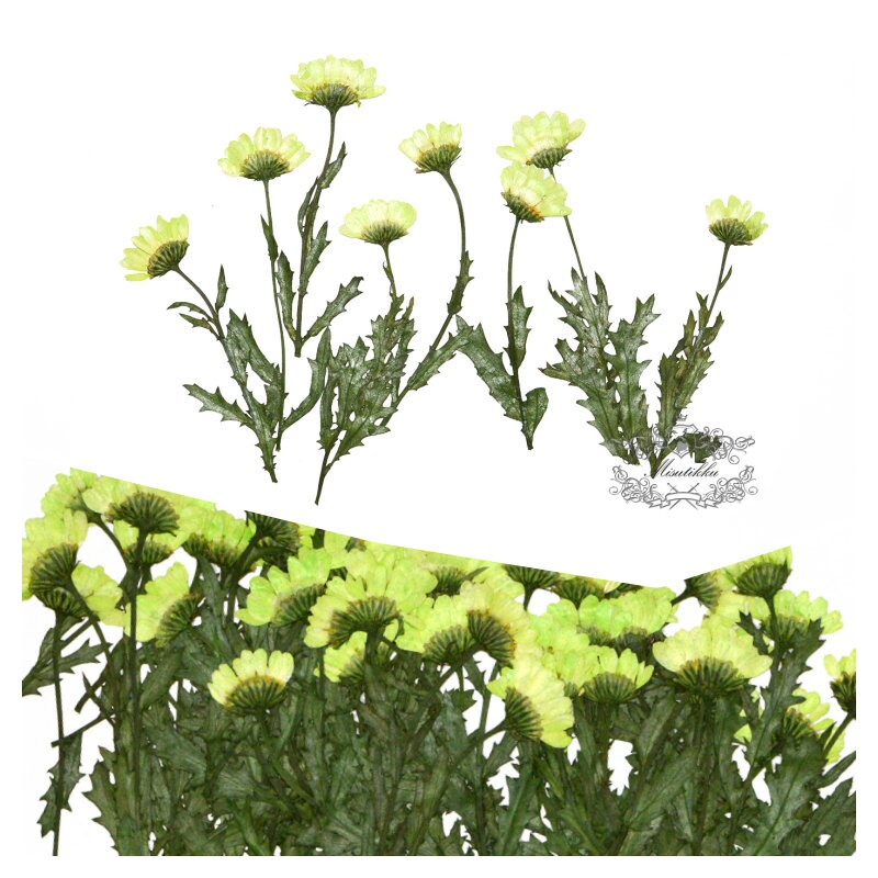 A Pack of 20 PCS Real Dried Daisy Stems Pressed chrysanthemum Daisies with Branch Dried Flower Real Preserved Wild Flowers Flat Dry Petal