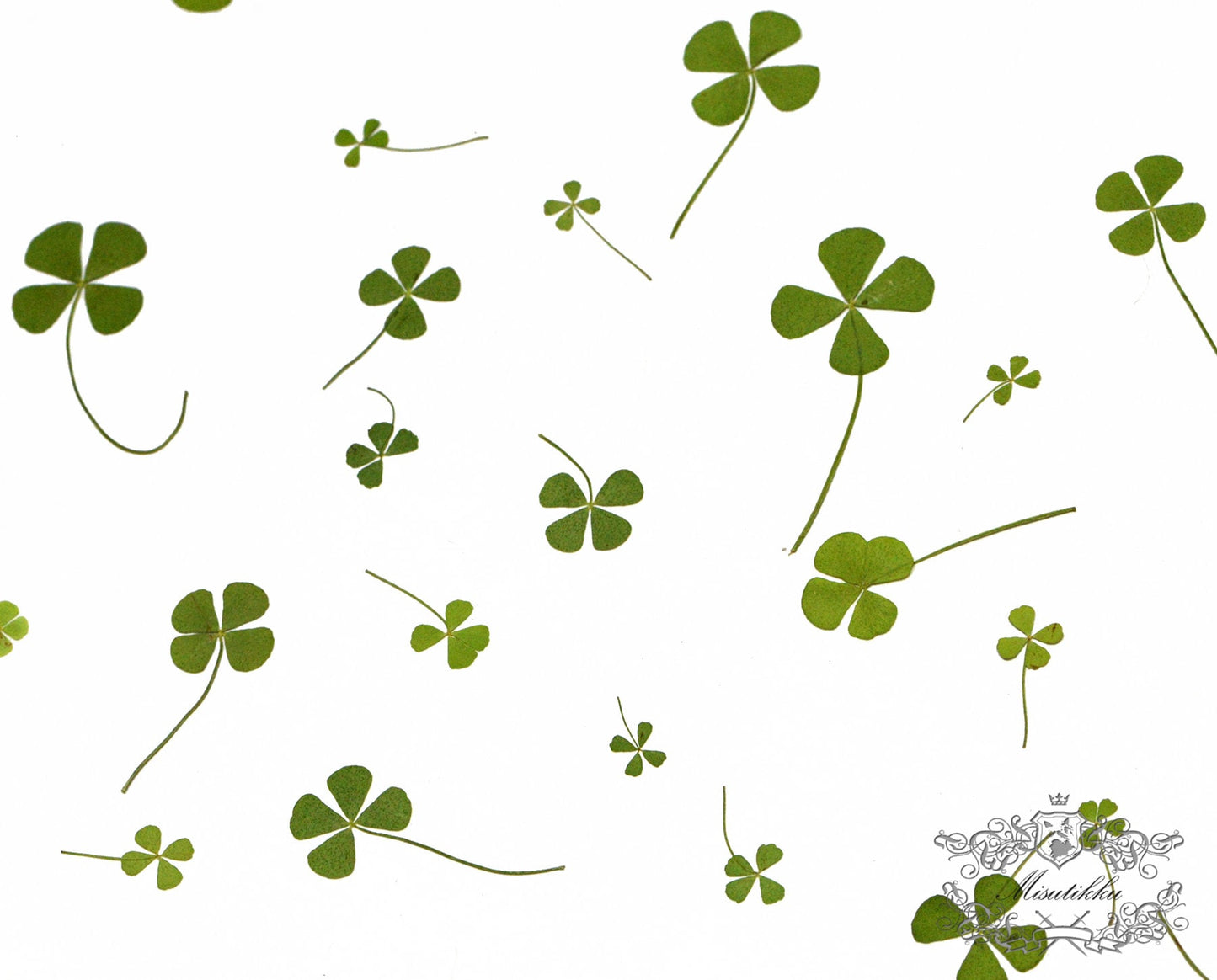 20 PCS Set (4 Sizes) Pressed Four Leaves Clover, Flat Dried Four leaves Clover, Real Four Leaves clover Pressed, Pressed Dried Flower Leaves