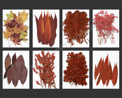 A Pack of 20 PCS Dry Preserved Autumn leaf Pressed Dried Flower Preservation Flat Real Red Leaves Floral Foliage Stems Greeny (5-10CM)