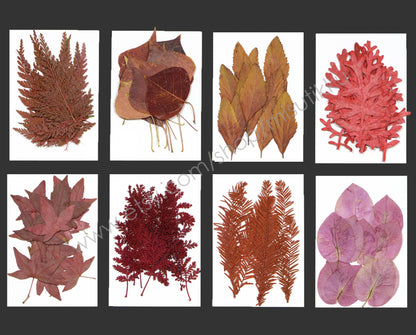 20 PCS Set Dried Pressed Flower Fall leaves Flowers Mixed Red Autumn Leaves Flat real Leaves Flower Preserved Flower Leaves Fern Foliage