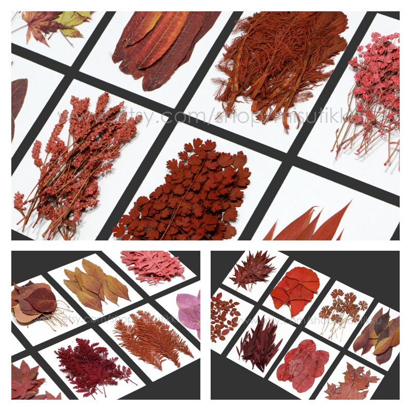 20 PCS Set Dried Pressed Flower Fall leaves Flowers Mixed Red Autumn Leaves Flat real Leaves Flower Preserved Flower Leaves Fern Foliage