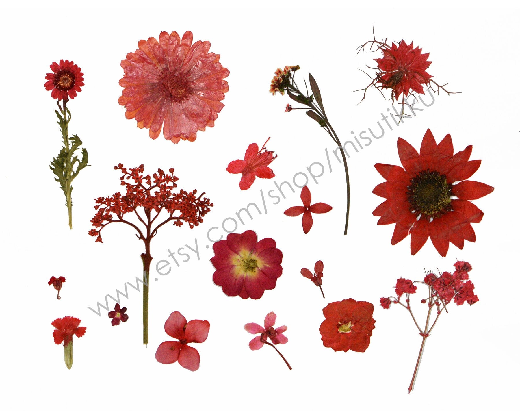 100 PCS Set Pressed Red Flowers, Mixed Dried Pressed Flowers Stems, Real Pressed Dried Flower Variety Pack. Pressed Flat Red Real Flowers