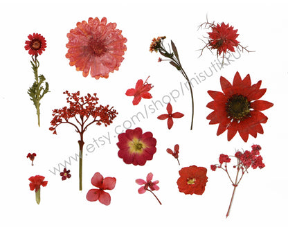 100 PCS Set Pressed Red Flowers, Mixed Dried Pressed Flowers Stems, Real Pressed Dried Flower Variety Pack. Pressed Flat Red Real Flowers