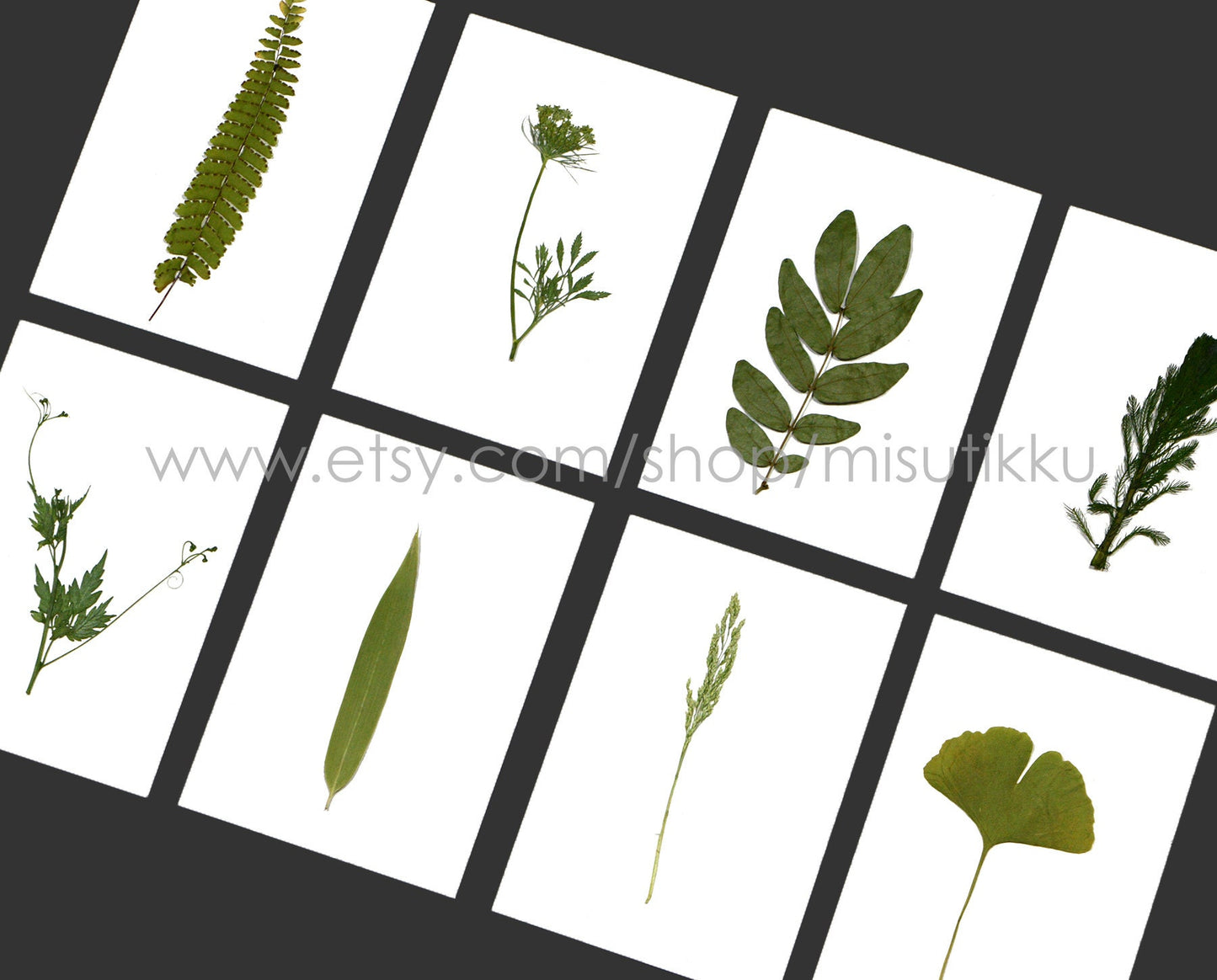20 PCS Set (6-14CM) rea Pressed Flower Leaf Pressed Fern Dried Leaves Preserved Dry Flat Pressed Flower Petal Leaf Floral Foliage Stem