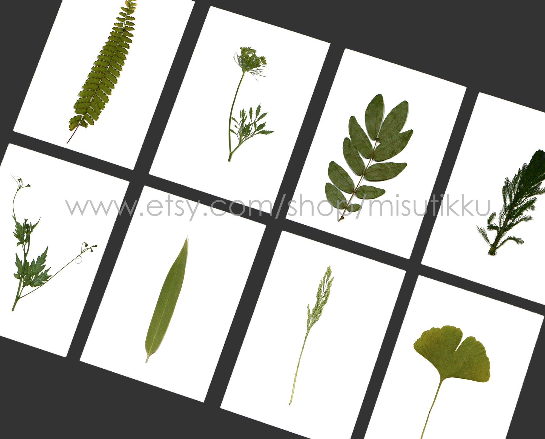 20 PCS Set (6-14CM) rea Pressed Flower Leaf Pressed Fern Dried Leaves Preserved Dry Flat Pressed Flower Petal Leaf Floral Foliage Stem