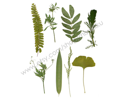 20 PCS/Pack (6-14CM) Pressed Flower Green Leaves, Pressed Real Dried Leaves, Dry Green Leaf, Preserved Flat Leaves, Pressed Greeny Fern