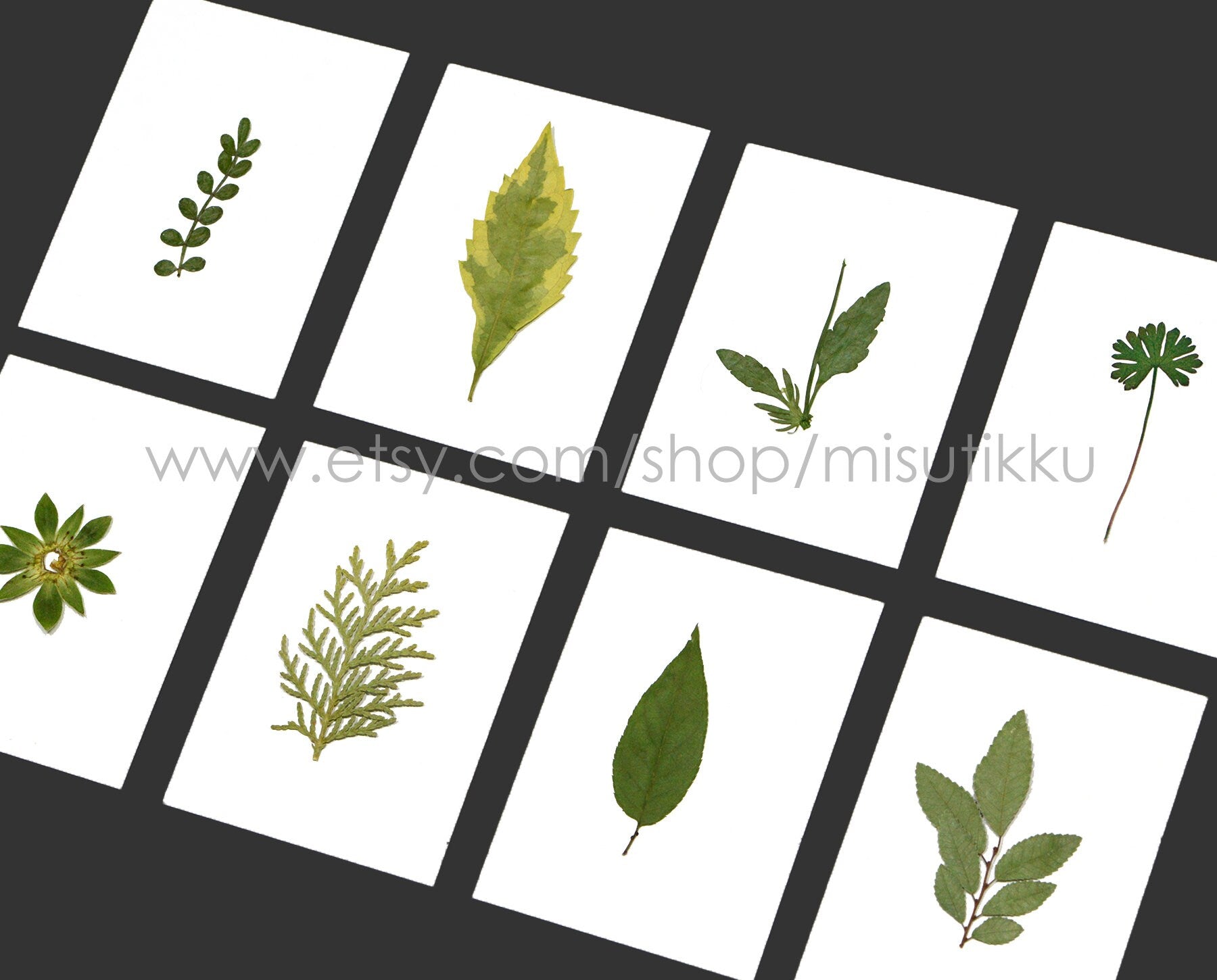 20 PCS Set (4-8CM) Pressed Flower Leaves Real flower dried Leaf Flat pressed wildflowers Fern Pressed Real Green leaves Floral Foliage Stems