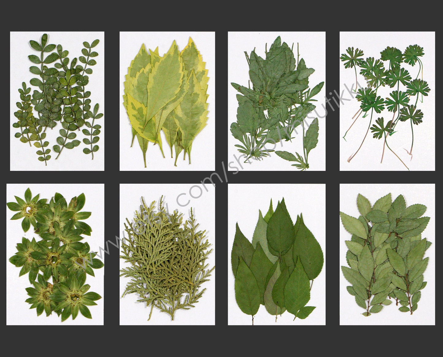 20 PCS/Pack (4-8CM) Pressed Leaves Real flower dried Leaf Flat pressed wildflowers Fern Pressed Real Green leaves Floral Foliage Stems