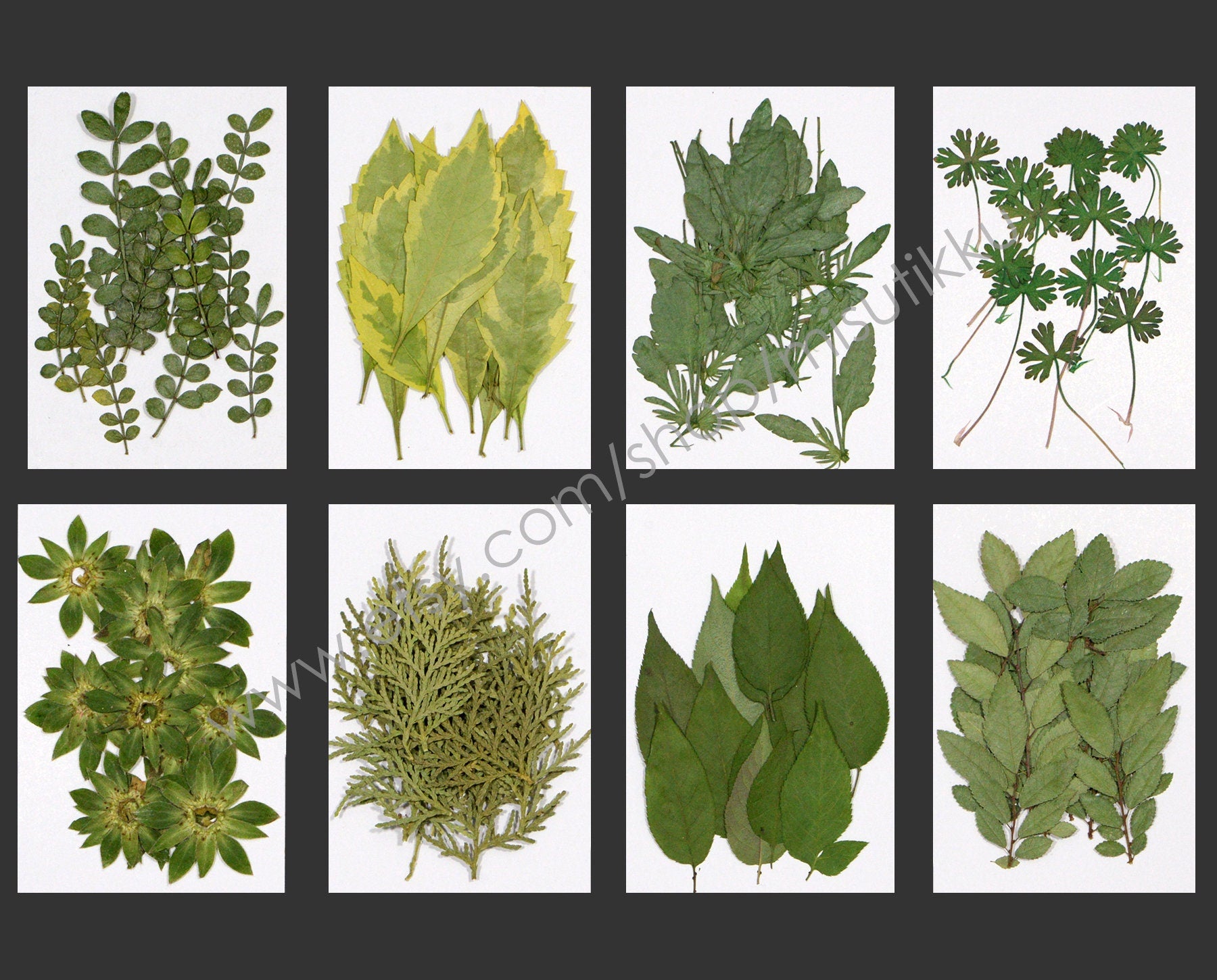 20 PCS/Pack (4-8CM) Pressed Leaves Real flower dried Leaf Flat pressed wildflowers Fern Pressed Real Green leaves Floral Foliage Stems