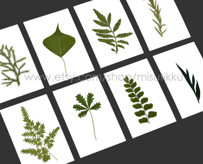 20 PCS Set (6-10CM) Pressed flower Leaves Dry Flat real Leaves Preserved Leaves pressed flowers leaf Real Dried Greeny Fern Foliage Stems