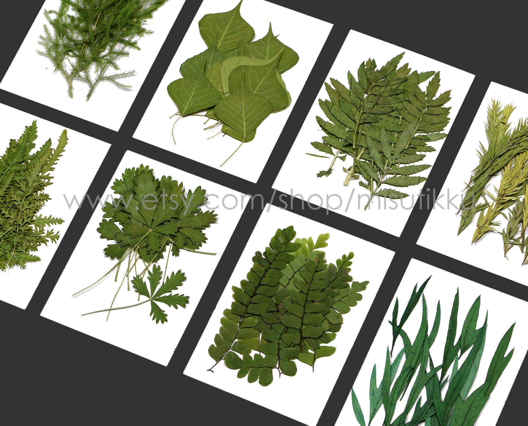 20 PCS Set (6-10CM) Pressed flower Leaves Dry Flat real Leaves Preserved Leaves pressed flowers leaf Real Dried Greeny Fern Foliage Stems