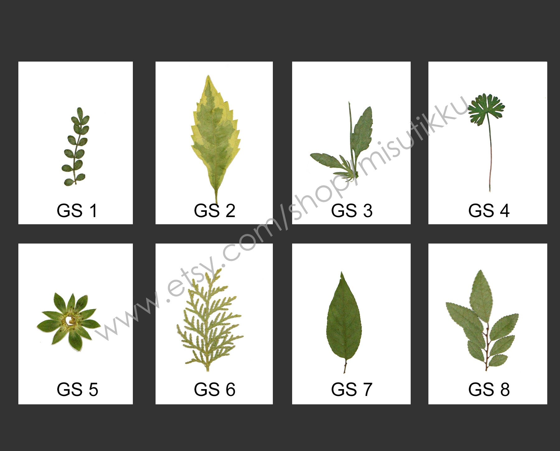 20 PCS Set Pressed Leaves, Pressed Flowers Green Leaves, Dried Flowers Flat Leaves, Preserved Dried leaves, Real Dried Fern Foliage Greeny