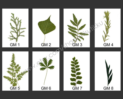 20 PCS Set Pressed Leaves, Pressed Flowers Green Leaves, Dried Flowers Flat Leaves, Preserved Dried leaves, Real Dried Fern Foliage Greeny