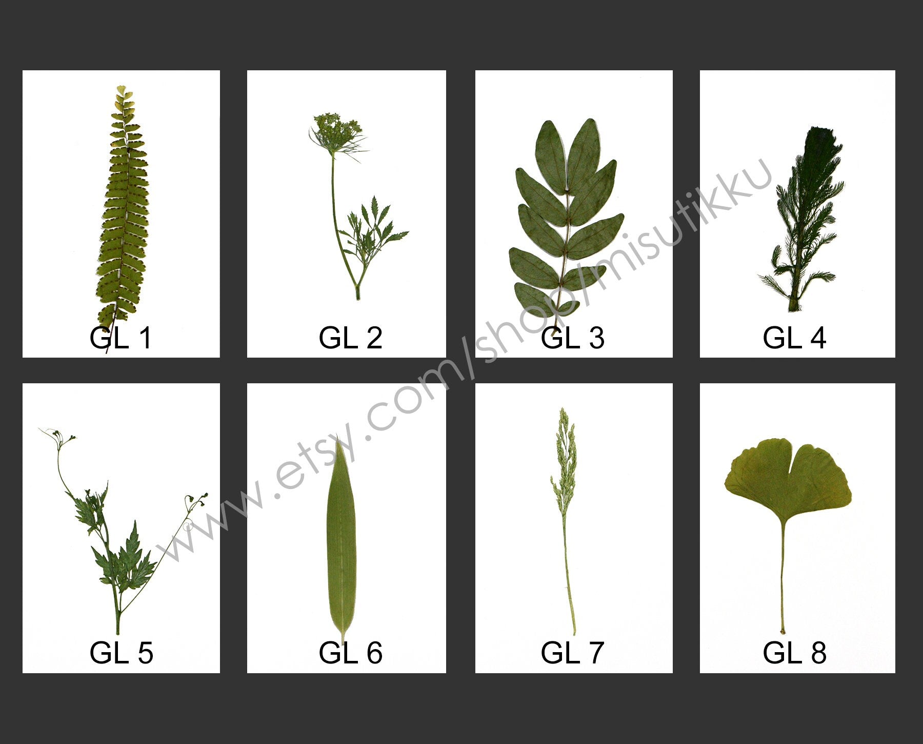 20 PCS Set Pressed Leaves, Pressed Flowers Green Leaves, Dried Flowers Flat Leaves, Preserved Dried leaves, Real Dried Fern Foliage Greeny