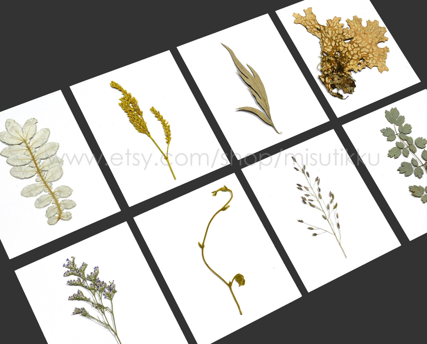 A Pack of 20 PCS Pressed Brown Leaves real Dried Flowers Flat Winter Leaf Dry Preserved wildlower Petals Fern Foliage Stems Greeny (7-14CM)