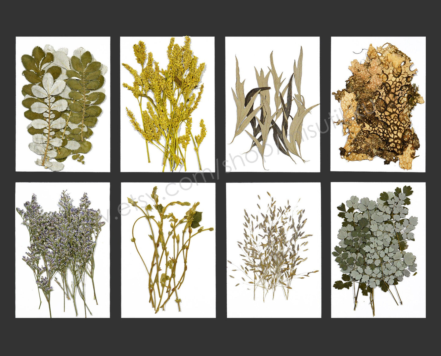 A Pack of 20 PCS Pressed Brown Leaves real Dried Flowers Flat Winter Leaf Dry Preserved wildlower Petals Fern Foliage Stems Greeny (7-14CM)