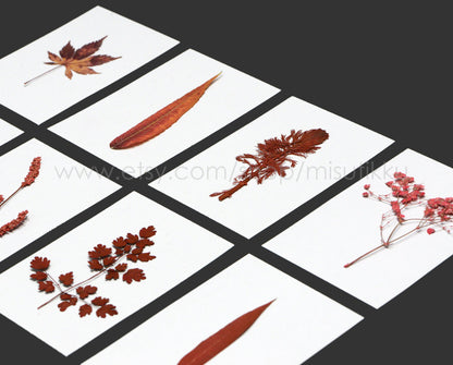 A Pack of 20 PCS Dry Preserved Autumn leaf Pressed Dried Flower Preservation Flat Real Red Leaves Floral Foliage Stems Greeny (5-10CM)