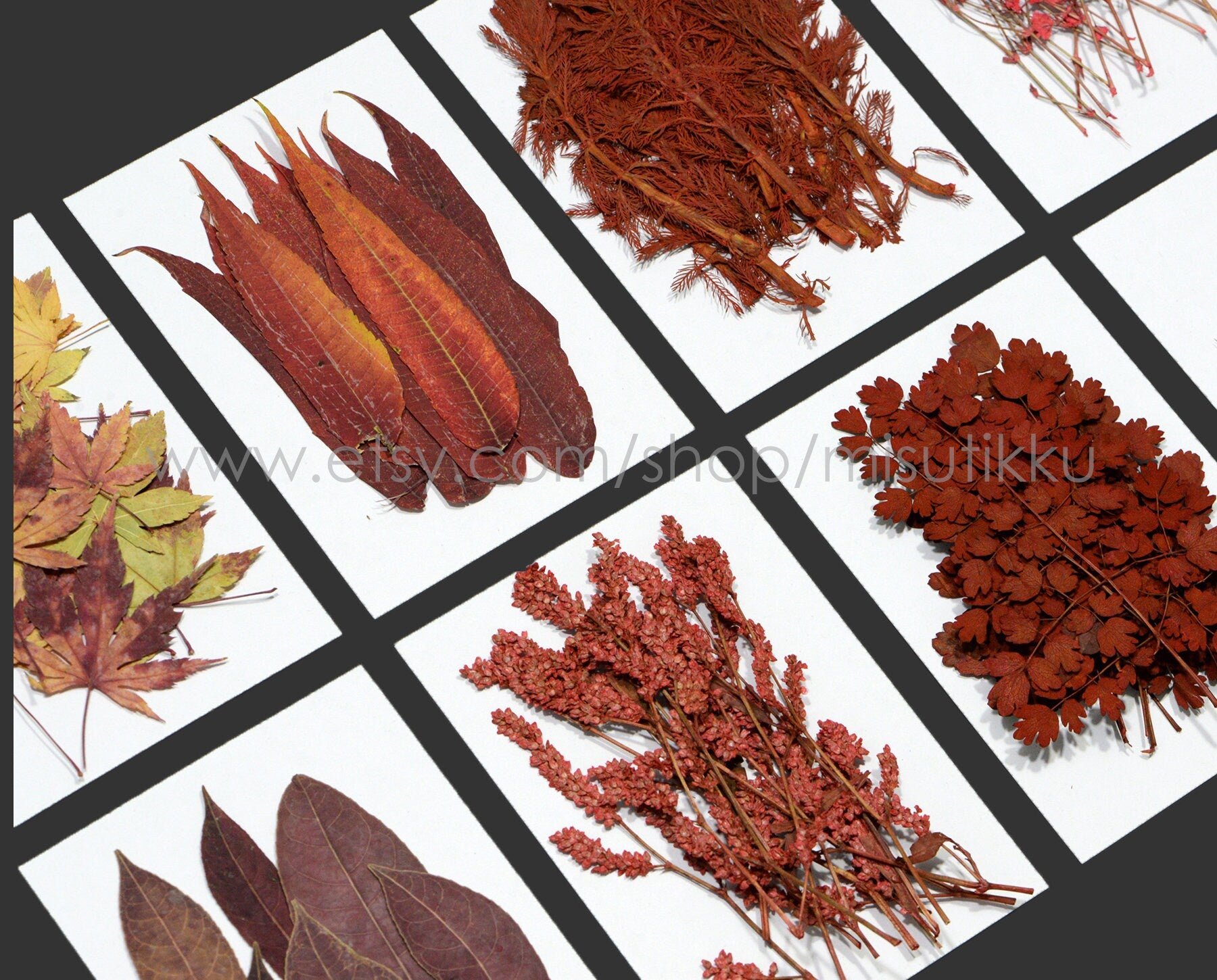 A Pack of 20 PCS Dry Preserved Autumn leaf Pressed Dried Flower Preservation Flat Real Red Leaves Floral Foliage Stems Greeny (5-10CM)