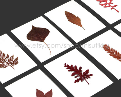 A Pack of 20 PCS Pressed dry Leaves Preserved Greeny Real Flat Flowers Dried bougainvillea Leaf Floral Foliage Stems Pressed Ferns (4-8CM)