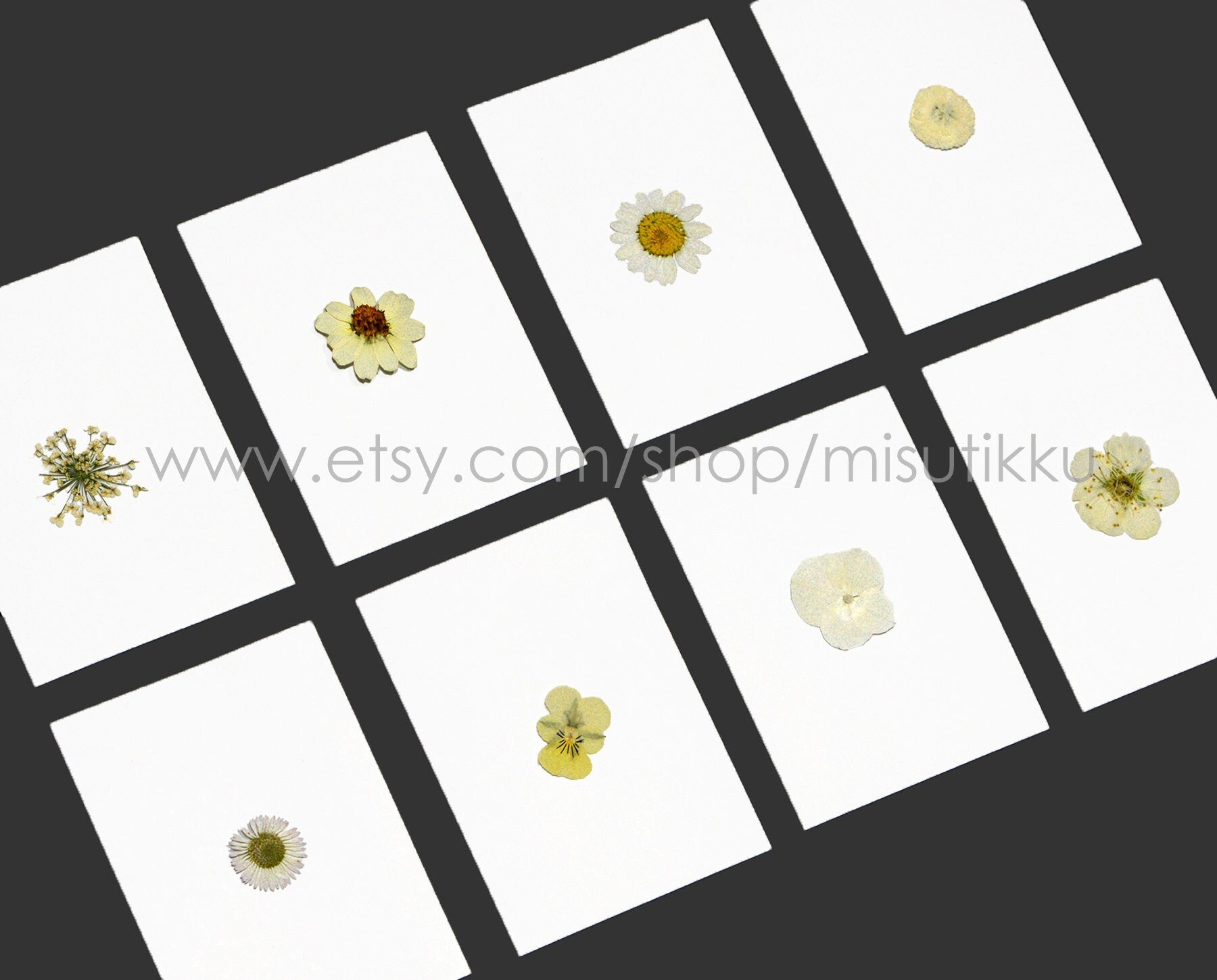 20 PCS/Pack (1.5-3CM) Pressed Dry Flower Ivory White Series Flowers Natural Preserved Dried Wildflower Real Dry Flat White Flowers Petal