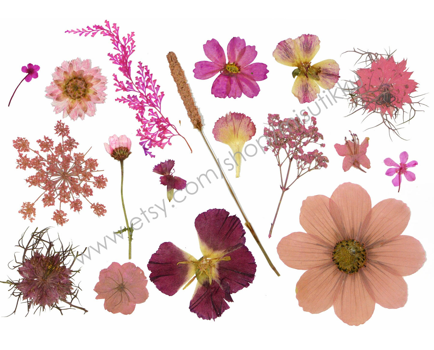 20 PCS Set Pressed Dried Flower, Bulk Pressed Pink Flower, Dried Pressed Flat Flower, Pink Pressed Flower Stems, Pressed Real Dried Flowers